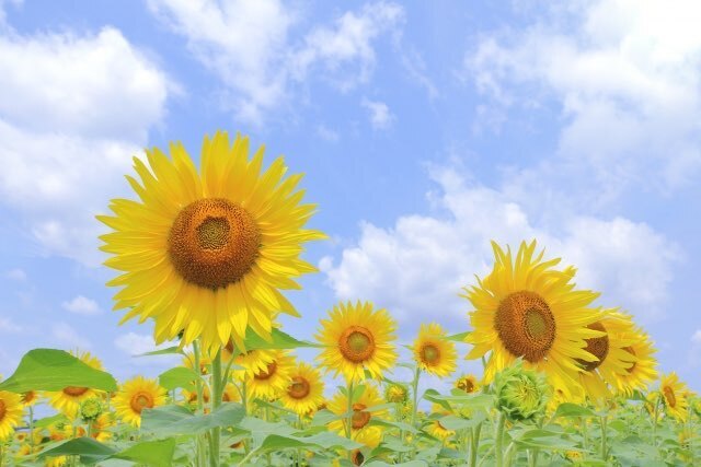 夏の熱中症対策に！暑さを乗り切るリフォームアイデア